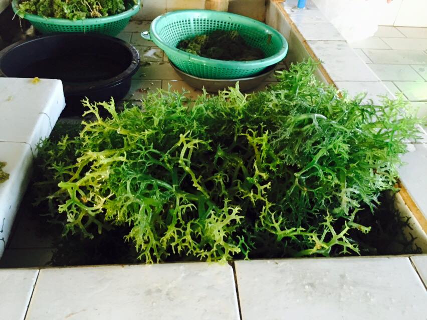 11136656_10153287561858833_6150957807651872455_n